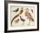 Studies of Birds from the Bootle Museum, Liverpool-Florence Emily Bark-Framed Giclee Print