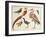 Studies of Birds from the Bootle Museum, Liverpool-Florence Emily Bark-Framed Giclee Print