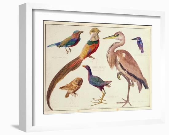 Studies of Birds from the Bootle Museum, Liverpool-Florence Emily Bark-Framed Giclee Print