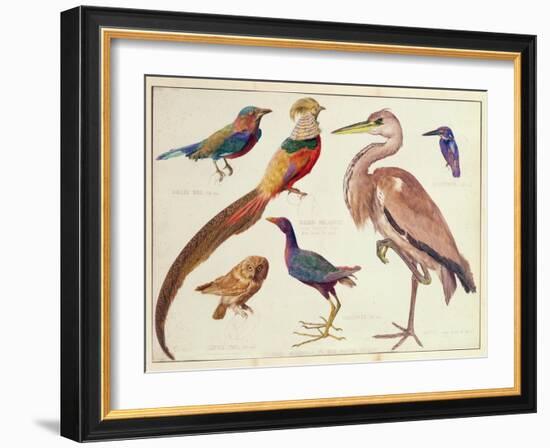 Studies of Birds from the Bootle Museum, Liverpool-Florence Emily Bark-Framed Giclee Print