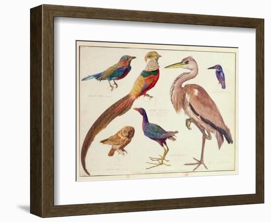 Studies of Birds from the Bootle Museum, Liverpool-Florence Emily Bark-Framed Giclee Print