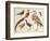 Studies of Birds from the Bootle Museum, Liverpool-Florence Emily Bark-Framed Giclee Print