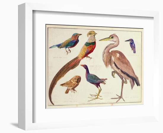 Studies of Birds from the Bootle Museum, Liverpool-Florence Emily Bark-Framed Giclee Print