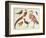 Studies of Birds from the Bootle Museum, Liverpool-Florence Emily Bark-Framed Giclee Print