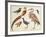 Studies of Birds from the Bootle Museum, Liverpool-Florence Emily Bark-Framed Giclee Print