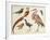 Studies of Birds from the Bootle Museum, Liverpool-Florence Emily Bark-Framed Giclee Print