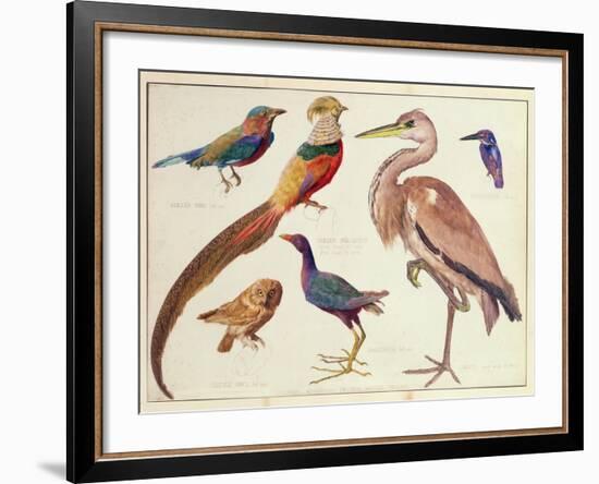 Studies of Birds from the Bootle Museum, Liverpool-Florence Emily Bark-Framed Giclee Print