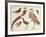 Studies of Birds from the Bootle Museum, Liverpool-Florence Emily Bark-Framed Giclee Print