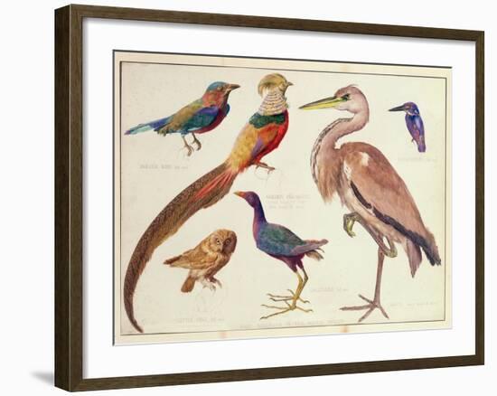 Studies of Birds from the Bootle Museum, Liverpool-Florence Emily Bark-Framed Giclee Print