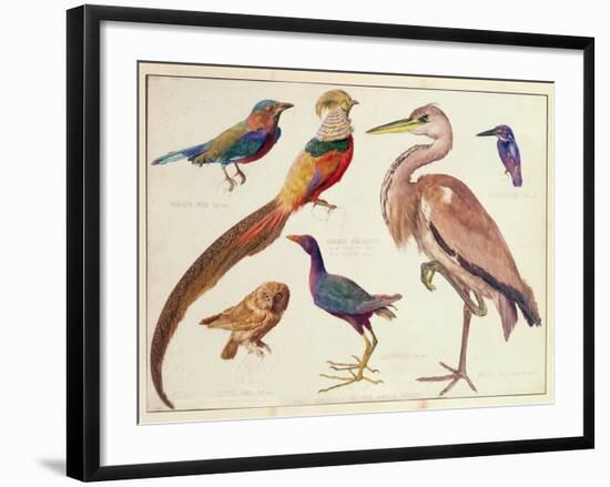 Studies of Birds from the Bootle Museum, Liverpool-Florence Emily Bark-Framed Giclee Print