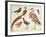 Studies of Birds from the Bootle Museum, Liverpool-Florence Emily Bark-Framed Giclee Print