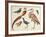 Studies of Birds from the Bootle Museum, Liverpool-Florence Emily Bark-Framed Giclee Print