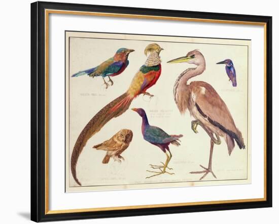 Studies of Birds from the Bootle Museum, Liverpool-Florence Emily Bark-Framed Giclee Print