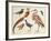 Studies of Birds from the Bootle Museum, Liverpool-Florence Emily Bark-Framed Giclee Print