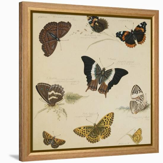 Studies of Butterflies and Insects-Sydenham Teast Edwards-Framed Premier Image Canvas