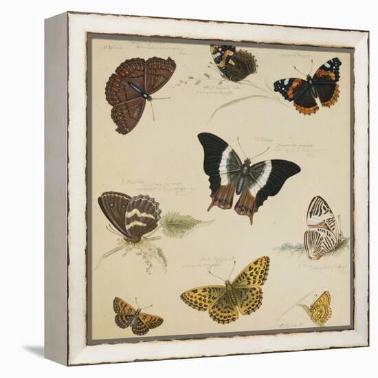 Studies of Butterflies and Insects-Sydenham Teast Edwards-Framed Premier Image Canvas