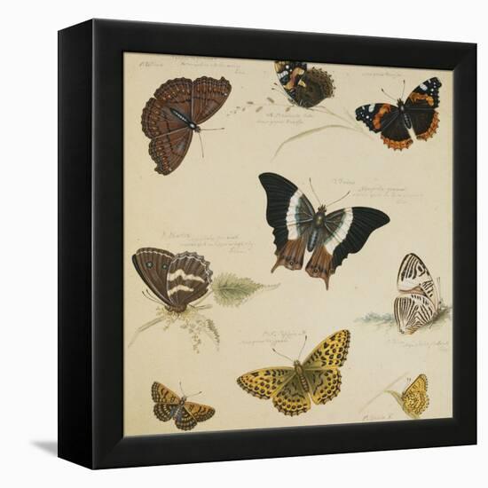 Studies of Butterflies and Insects-Sydenham Teast Edwards-Framed Premier Image Canvas