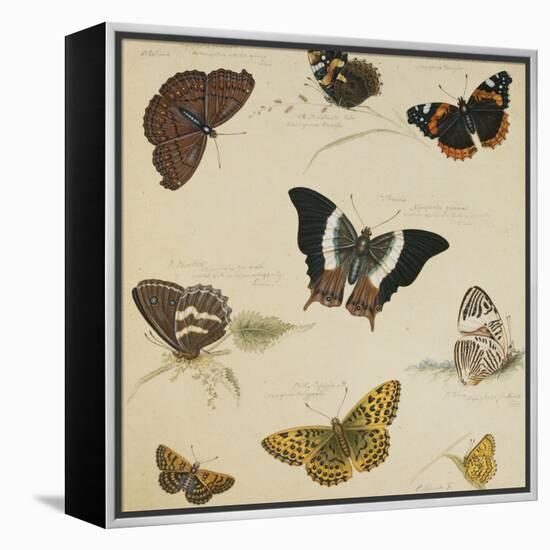 Studies of Butterflies and Insects-Sydenham Teast Edwards-Framed Premier Image Canvas