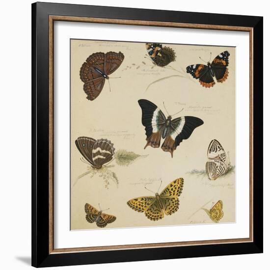 Studies of Butterflies and Insects-Sydenham Teast Edwards-Framed Giclee Print