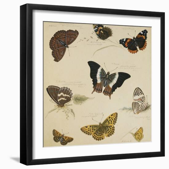 Studies of Butterflies and Insects-Sydenham Teast Edwards-Framed Giclee Print