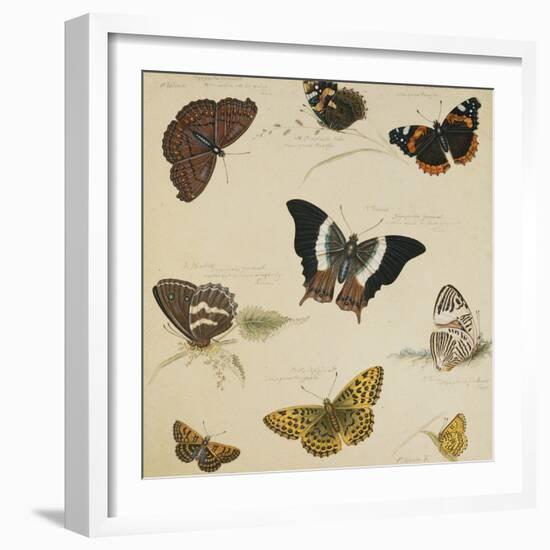 Studies of Butterflies and Insects-Sydenham Teast Edwards-Framed Giclee Print