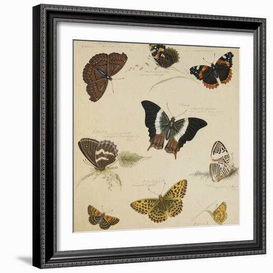 Studies of Butterflies and Insects-Sydenham Teast Edwards-Framed Giclee Print