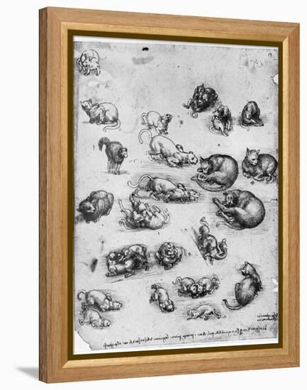 Studies of Cats, 1513-1515-Leonardo da Vinci-Framed Premier Image Canvas