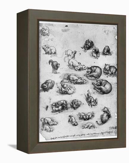 Studies of Cats, 1513-1515-Leonardo da Vinci-Framed Premier Image Canvas