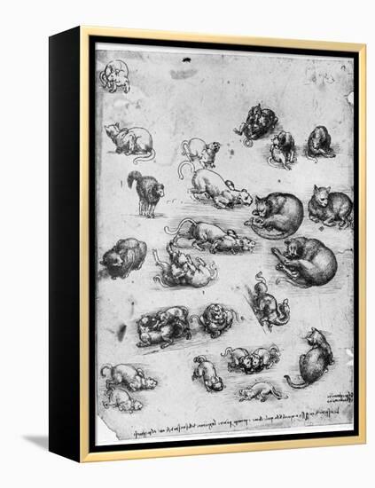 Studies of Cats, 1513-1515-Leonardo da Vinci-Framed Premier Image Canvas