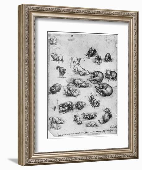 Studies of Cats, 1513-1515-Leonardo da Vinci-Framed Giclee Print