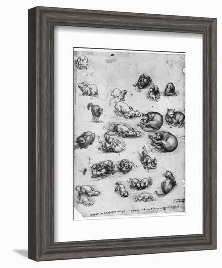 Studies of Cats, 1513-1515-Leonardo da Vinci-Framed Giclee Print