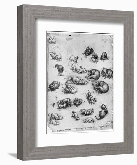 Studies of Cats, 1513-1515-Leonardo da Vinci-Framed Giclee Print