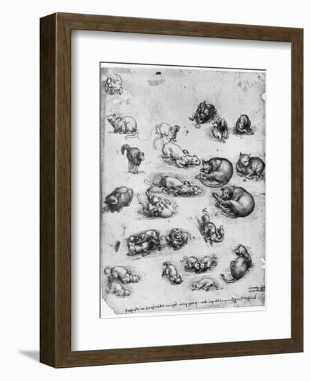 Studies of Cats, 1513-1515-Leonardo da Vinci-Framed Giclee Print