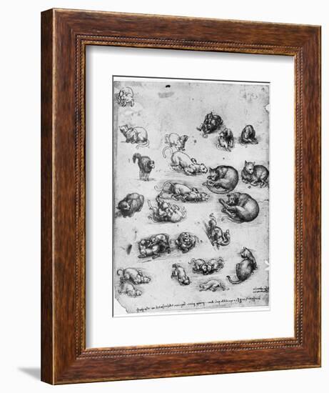 Studies of Cats, 1513-1515-Leonardo da Vinci-Framed Giclee Print