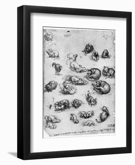 Studies of Cats, 1513-1515-Leonardo da Vinci-Framed Giclee Print