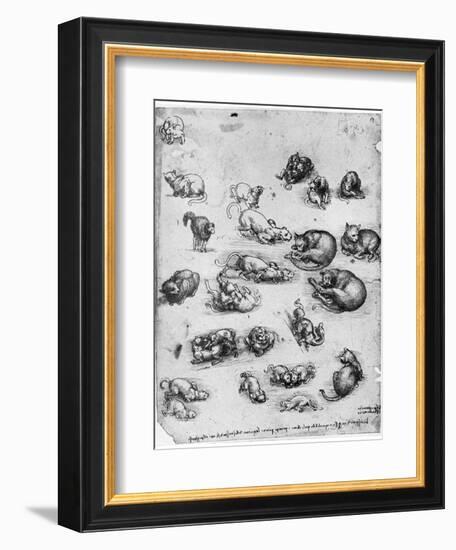 Studies of Cats, 1513-1515-Leonardo da Vinci-Framed Giclee Print