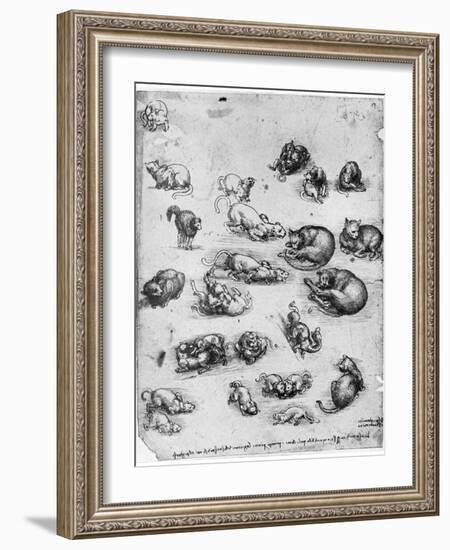 Studies of Cats, 1513-1515-Leonardo da Vinci-Framed Giclee Print