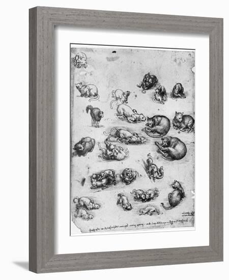 Studies of Cats, 1513-1515-Leonardo da Vinci-Framed Giclee Print