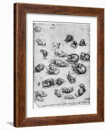 Studies of Cats, 1513-1515-Leonardo da Vinci-Framed Giclee Print