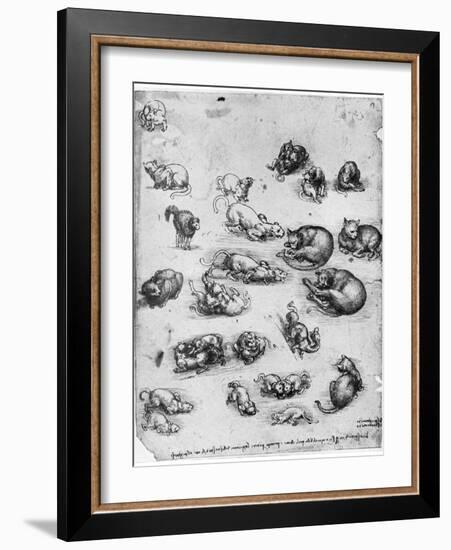 Studies of Cats, 1513-1515-Leonardo da Vinci-Framed Giclee Print