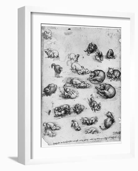 Studies of Cats, 1513-1515-Leonardo da Vinci-Framed Giclee Print