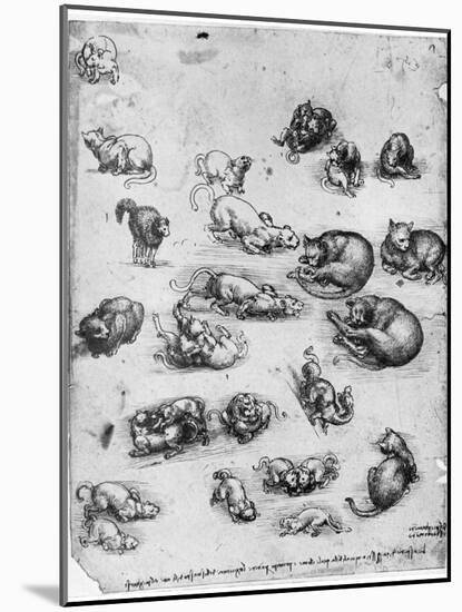 Studies of Cats, 1513-1515-Leonardo da Vinci-Mounted Giclee Print