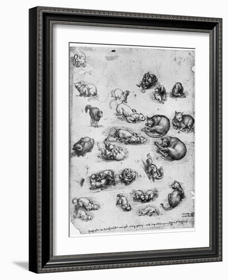 Studies of Cats, 1513-1515-Leonardo da Vinci-Framed Giclee Print