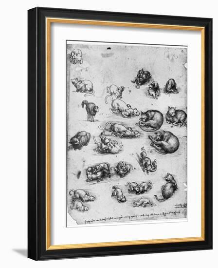 Studies of Cats, 1513-1515-Leonardo da Vinci-Framed Giclee Print