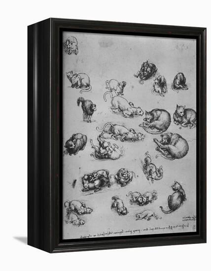 'Studies of Cats and of a Dragon', c1480 (1945)-Leonardo Da Vinci-Framed Premier Image Canvas