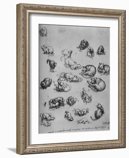 'Studies of Cats and of a Dragon', c1480 (1945)-Leonardo Da Vinci-Framed Giclee Print