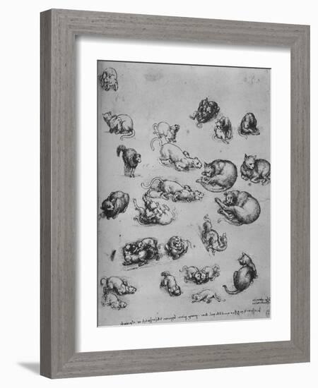 'Studies of Cats and of a Dragon', c1480 (1945)-Leonardo Da Vinci-Framed Giclee Print