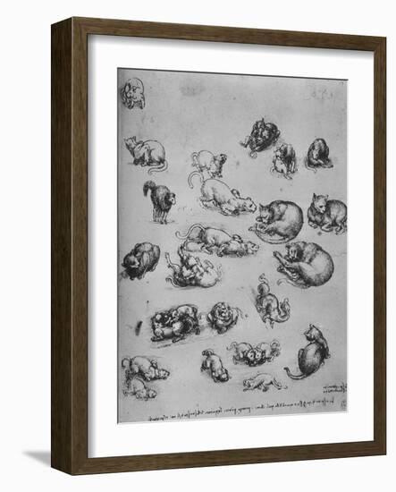 'Studies of Cats and of a Dragon', c1480 (1945)-Leonardo Da Vinci-Framed Giclee Print