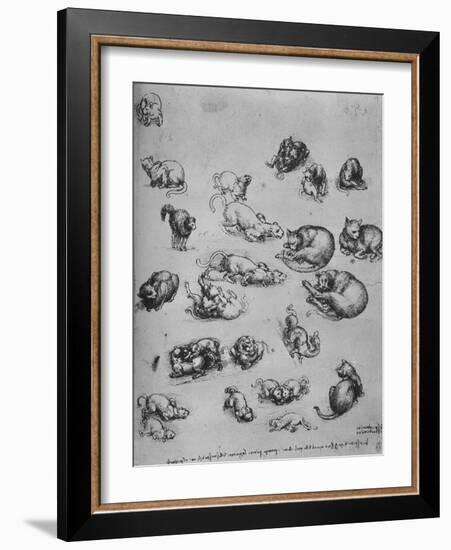 'Studies of Cats and of a Dragon', c1480 (1945)-Leonardo Da Vinci-Framed Giclee Print