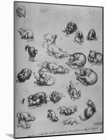 'Studies of Cats and of a Dragon', c1480 (1945)-Leonardo Da Vinci-Mounted Giclee Print